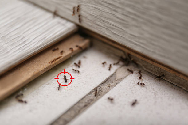 Best Affordable Pest Control Services  in Atherton, CA